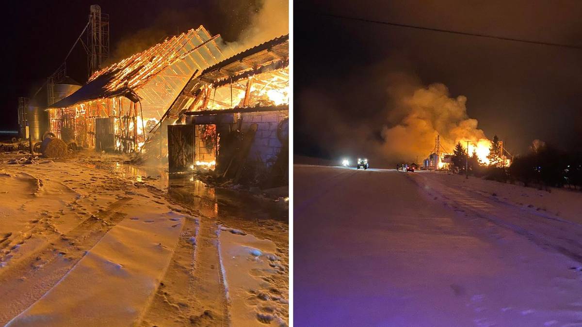 Pożar stodoły w Galinach. Zginęło kilkadziesiąt cieląt