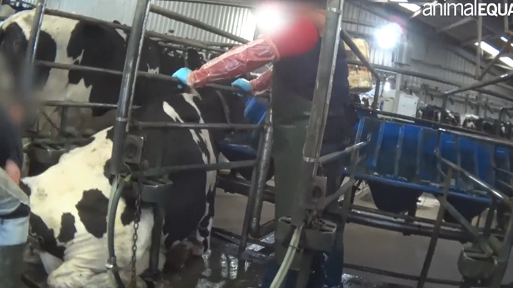 Bite i kopane krowy. Na szokującym nagraniu z brytyjskiej farmy słychać Polaków