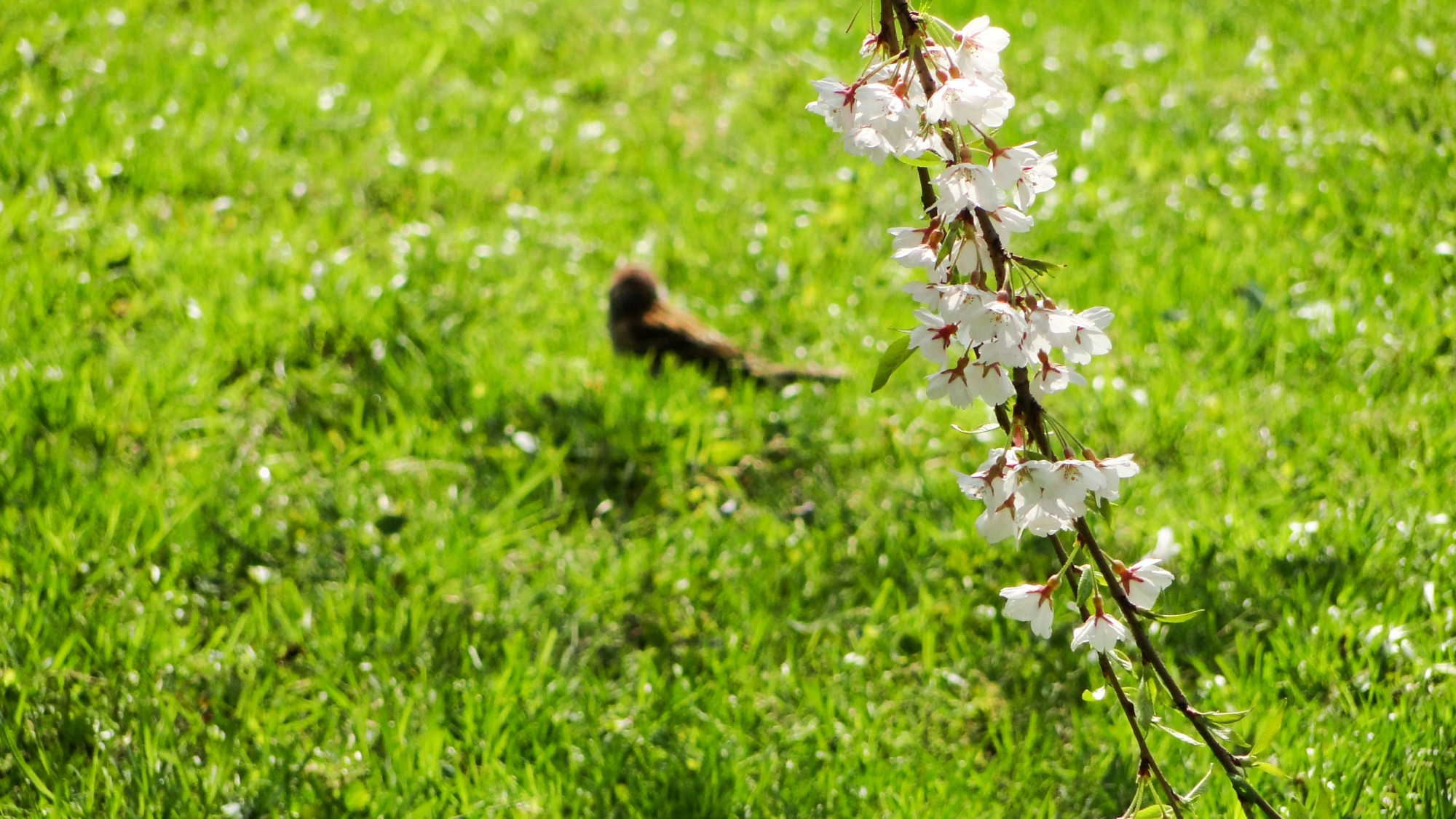 Wiosna radosna - zdjęcie 31