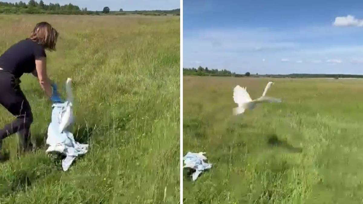 Czapla biała wróciła na wolność. Park Narodowy apeluje