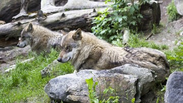 Dziewięć wilków uciekło z francuskiego zoo