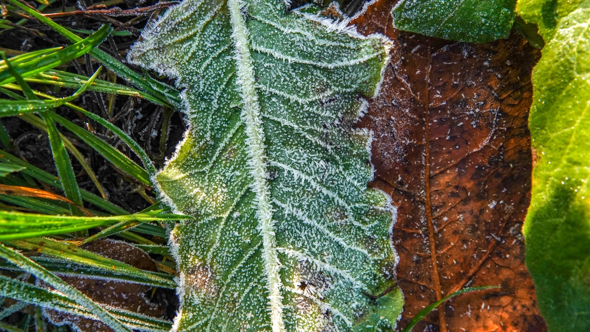 Szron pod lupą - zdjęcie 31