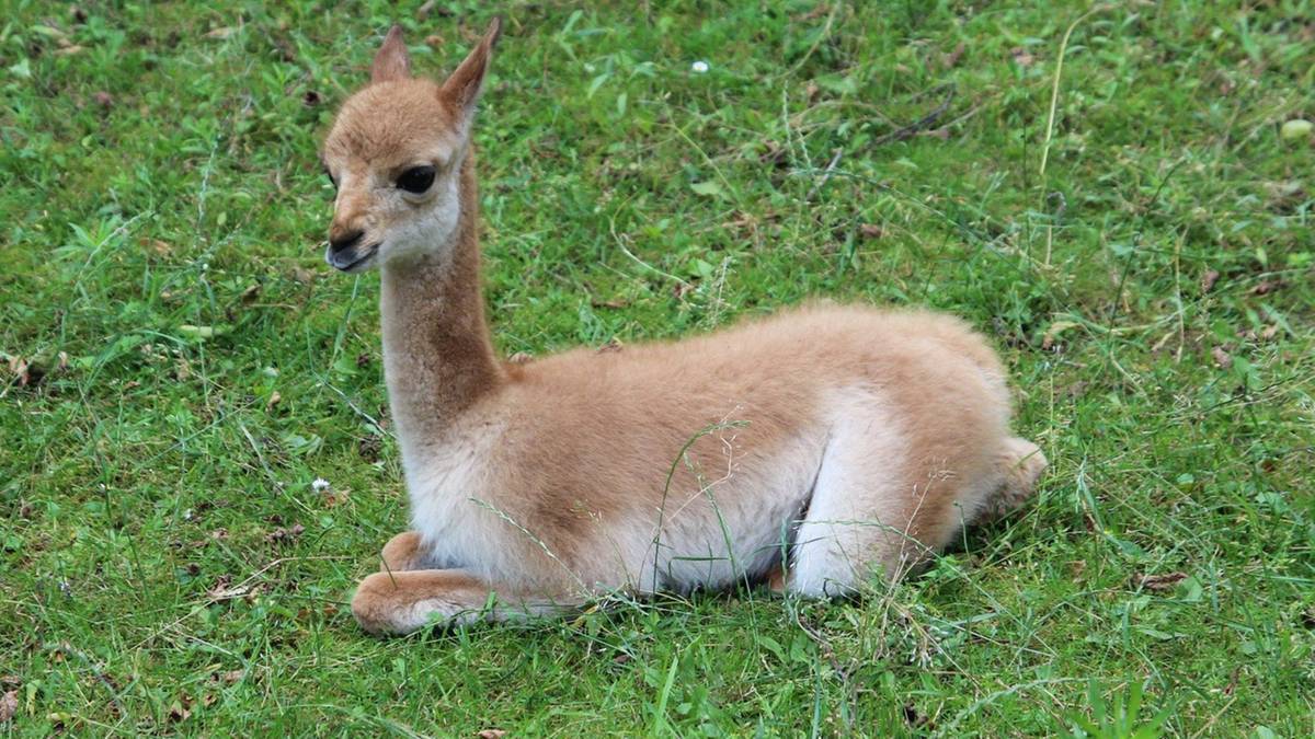 Nowa mieszkanka warszawskiego ZOO. Imię dla małej wikunii poszukiwane