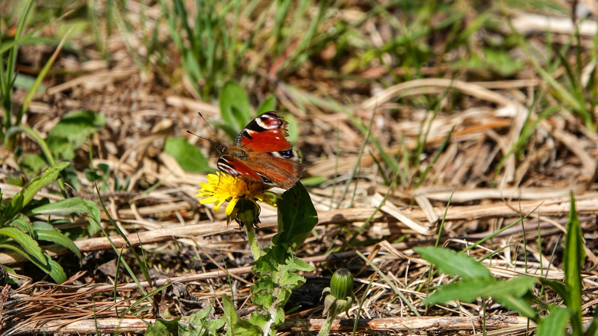 Z kamerą wśród zwierząt - zdjęcie 95