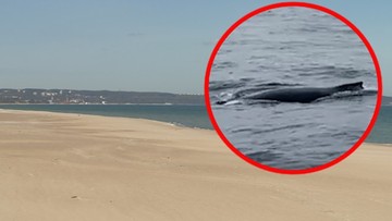 Wieloryb w Bałtyku. Niezwykłe nagranie obiegło sieć