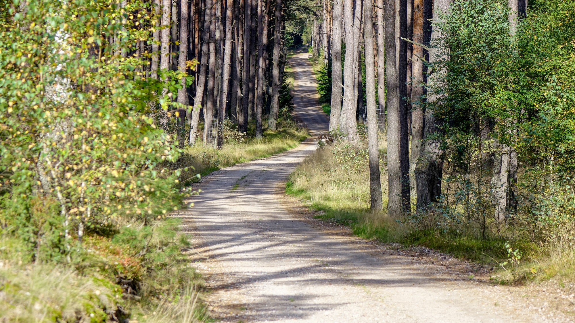 Urocze zakątki w lasach - zdjęcie 32