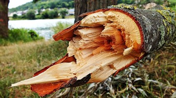 Wichura wyrwała z korzeniami 40 metrowe drzewo na Węgrzech. Zginęły cztery osoby