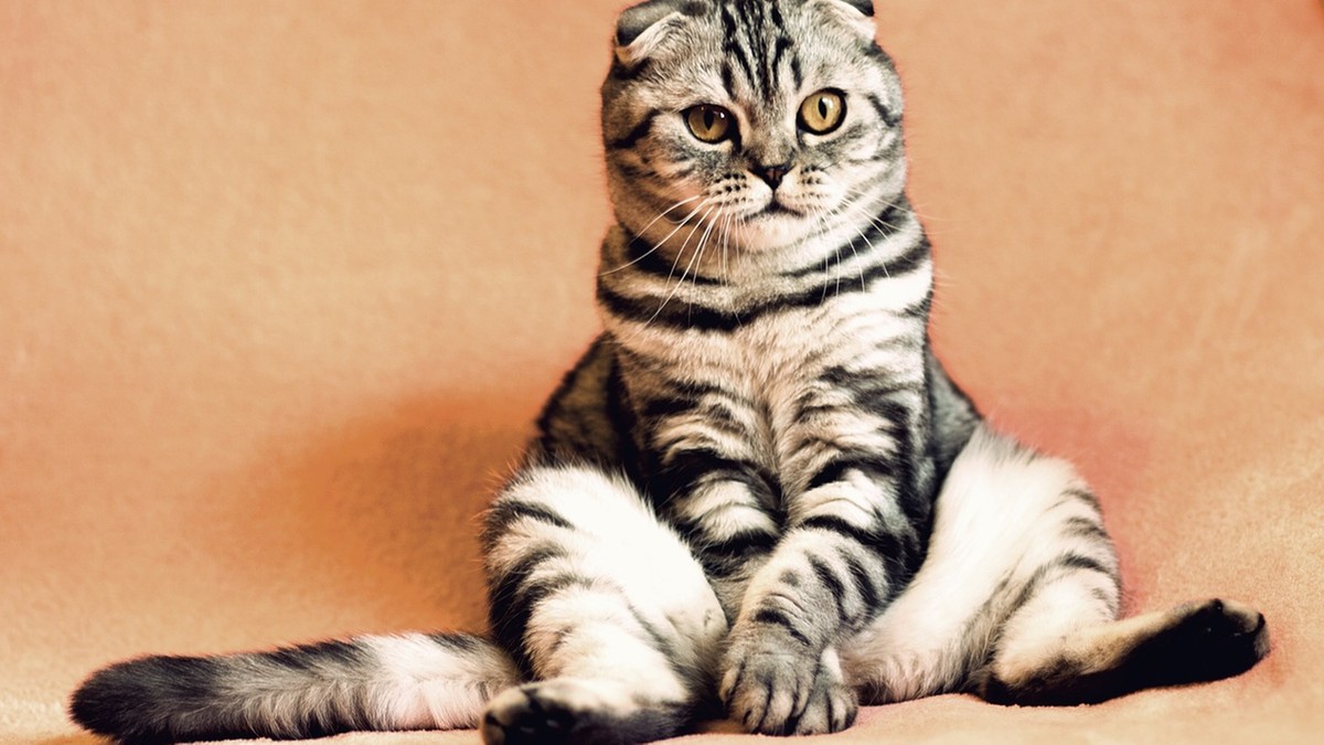 Odrobaczanie kota – co musisz wiedzieć?