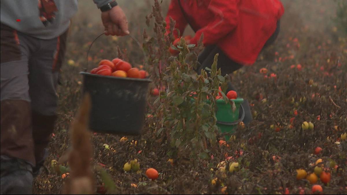Ratowali plony, organizowali samozbiory. Skarbówka może się upomnieć o VAT