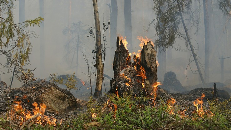 Duże zagrożenie pożarowe w lasach w całym kraju. Apel o nierozpalanie ognisk
