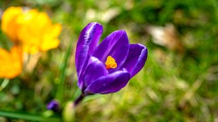 09.04.2023 05:55 Kwitną krzewy i kolorowe kwiaty. Zobacz, jak postępuje radosna pora roku na pięknym nagraniu