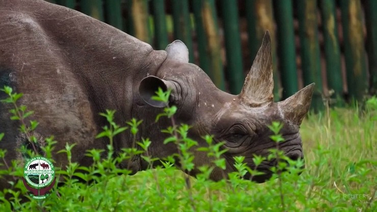 Zmarł najstarszy nosorożec na świecie. Miał 57 lat