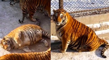 Otyłe tygrysy w chińskim zoo. "Niekorzystnie wyszły na zdjęciach"