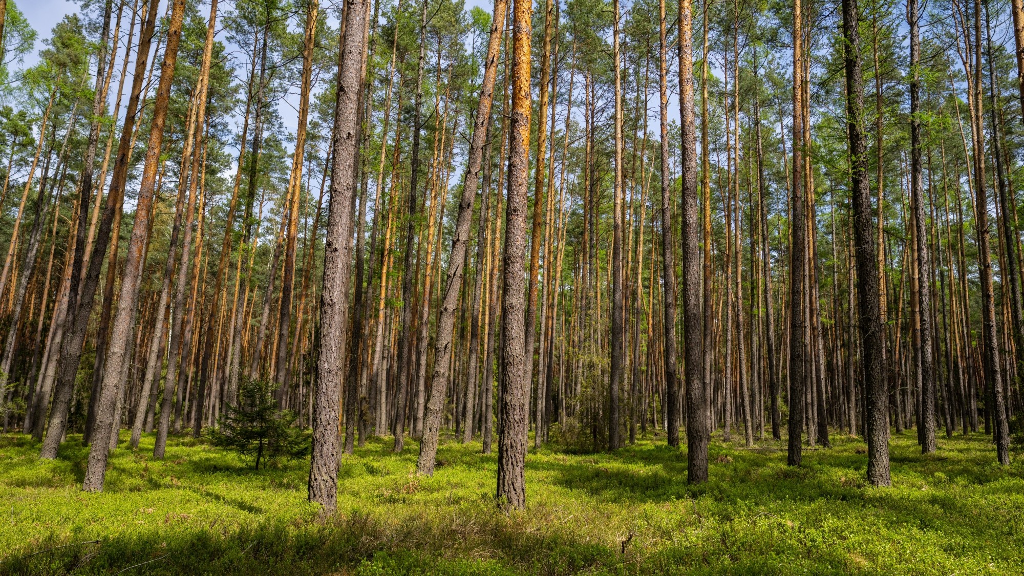 Wiosenna opowieść - zdjęcie 16