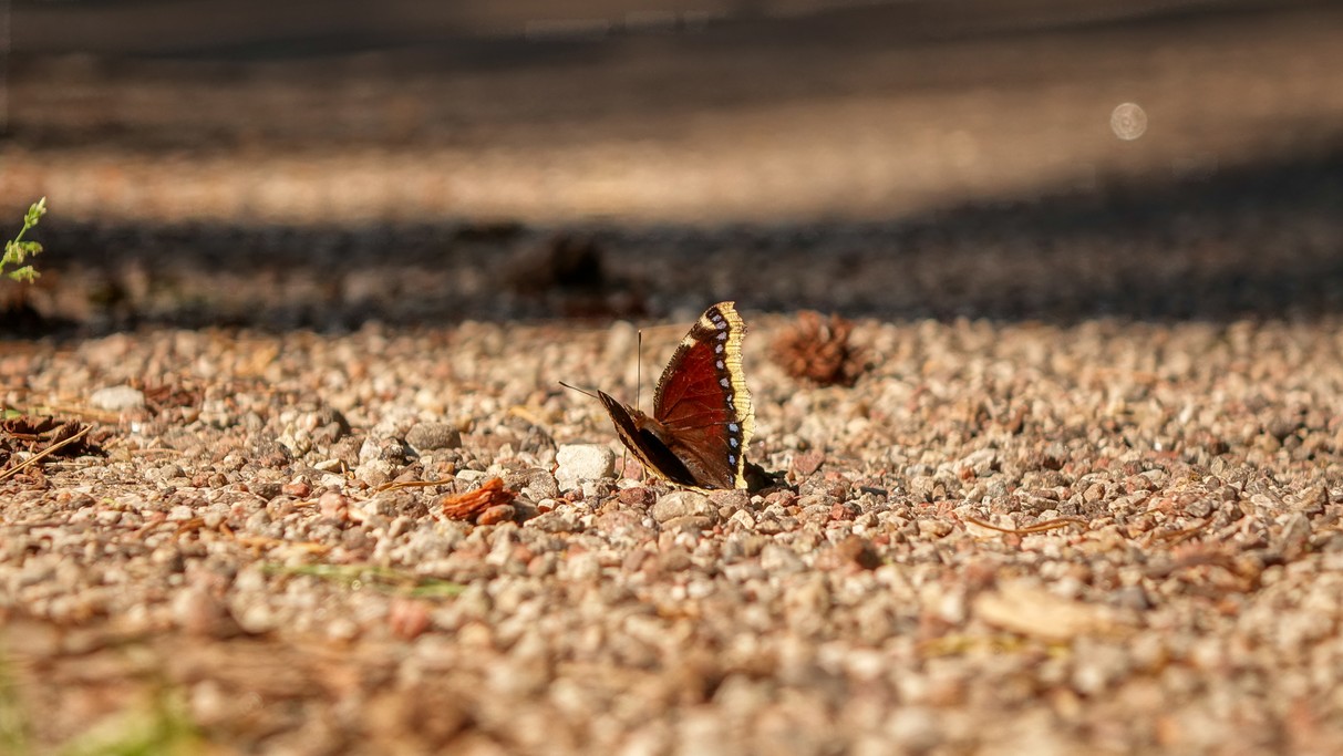 Lipiec w obiektywie - zdjęcie 31