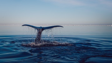 Ocean Atlantycki przez trzy miesiące wyrzucił na francuskie wybrzeża 1,1 tys. martwych delfinów