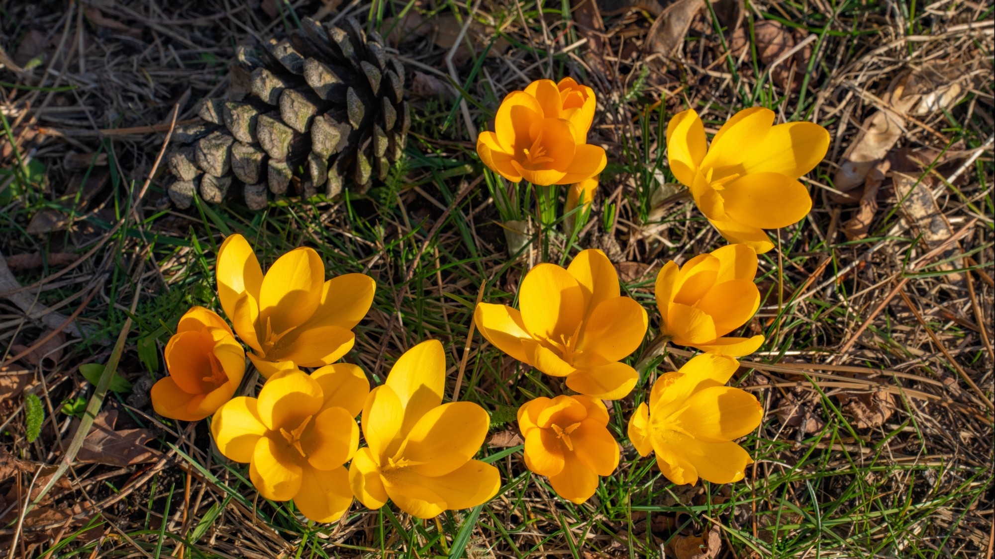 Kraina krokusów - zdjęcie 8