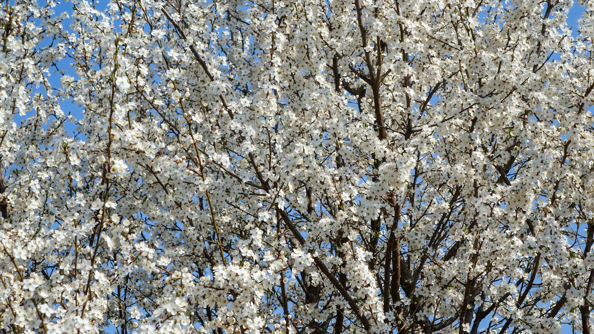 Kwitnąca wiosna - zdjęcie 12