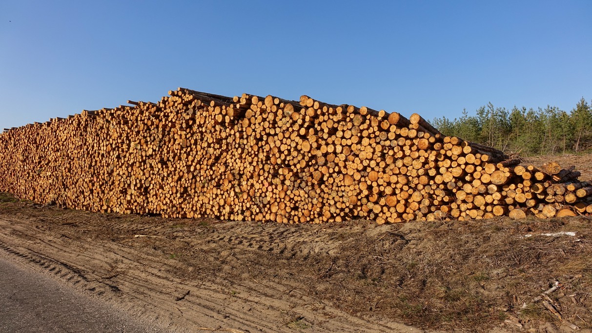Bory Tucholskie po huraganie - zdjęcie 8