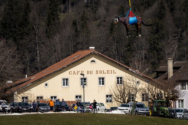 W Szwajcarii testowano możliwość transportu koni helikopterem