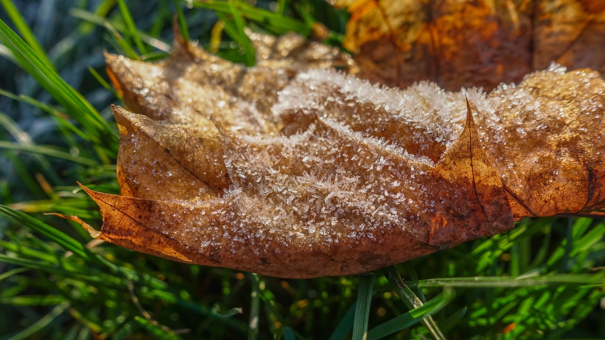 Szron pod lupą - zdjęcie 34