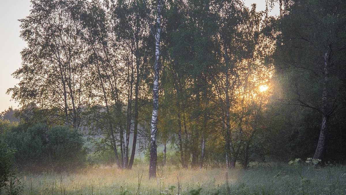 Mgła i miejscami deszcz. Prognoza pogody na pierwsze dni grudnia