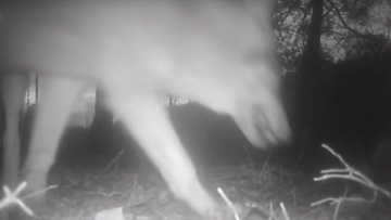 Wilki wykradły kamerę. Jeden z nich "sfilmował" las, a później samego siebie