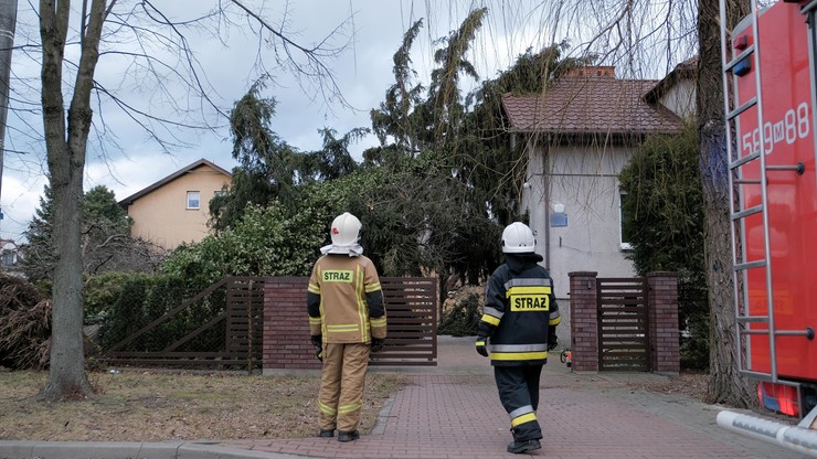 Silny wiatr w Polsce. 50 tys. interwencji strażaków. Siedem ofiar śmiertelnych