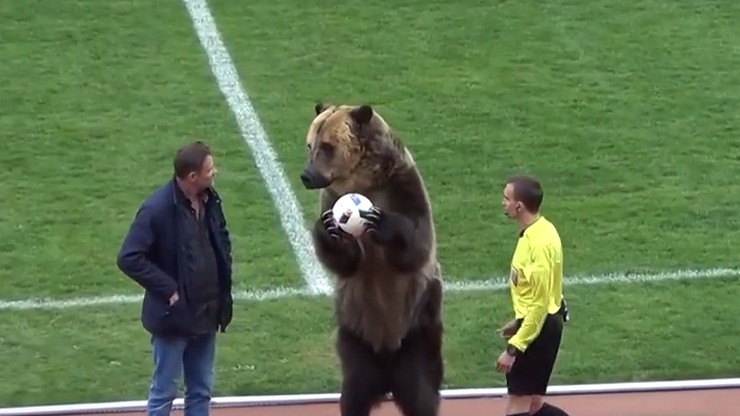 Niedźwiedź gwiazdą meczu piłkarskiego w Rosji. Zachęcał kibiców do dopingowania