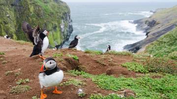 Grupa maskonur&oacute;w na klifie z widokiem na morze.