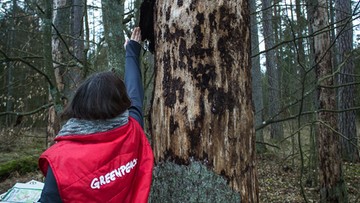 Leśne patrole w Puszczy Białowieskiej. Pilnują czy nie ma wycinki drzew