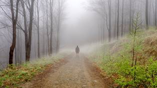 18-04-2024 05:55 Zobacz nastrojowy spacer przez las zazieleniający się na wiosnę i spowity gęstą mgłą