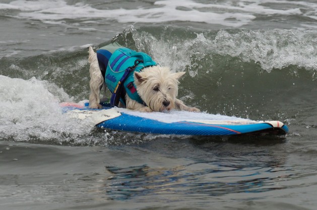 W Kalifornii odbyły się mistrzostwa psich surferów