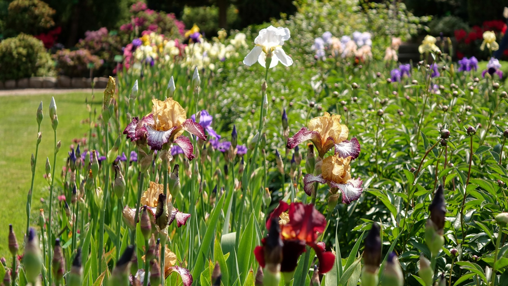 Wiosna radosna - zdjęcie 40