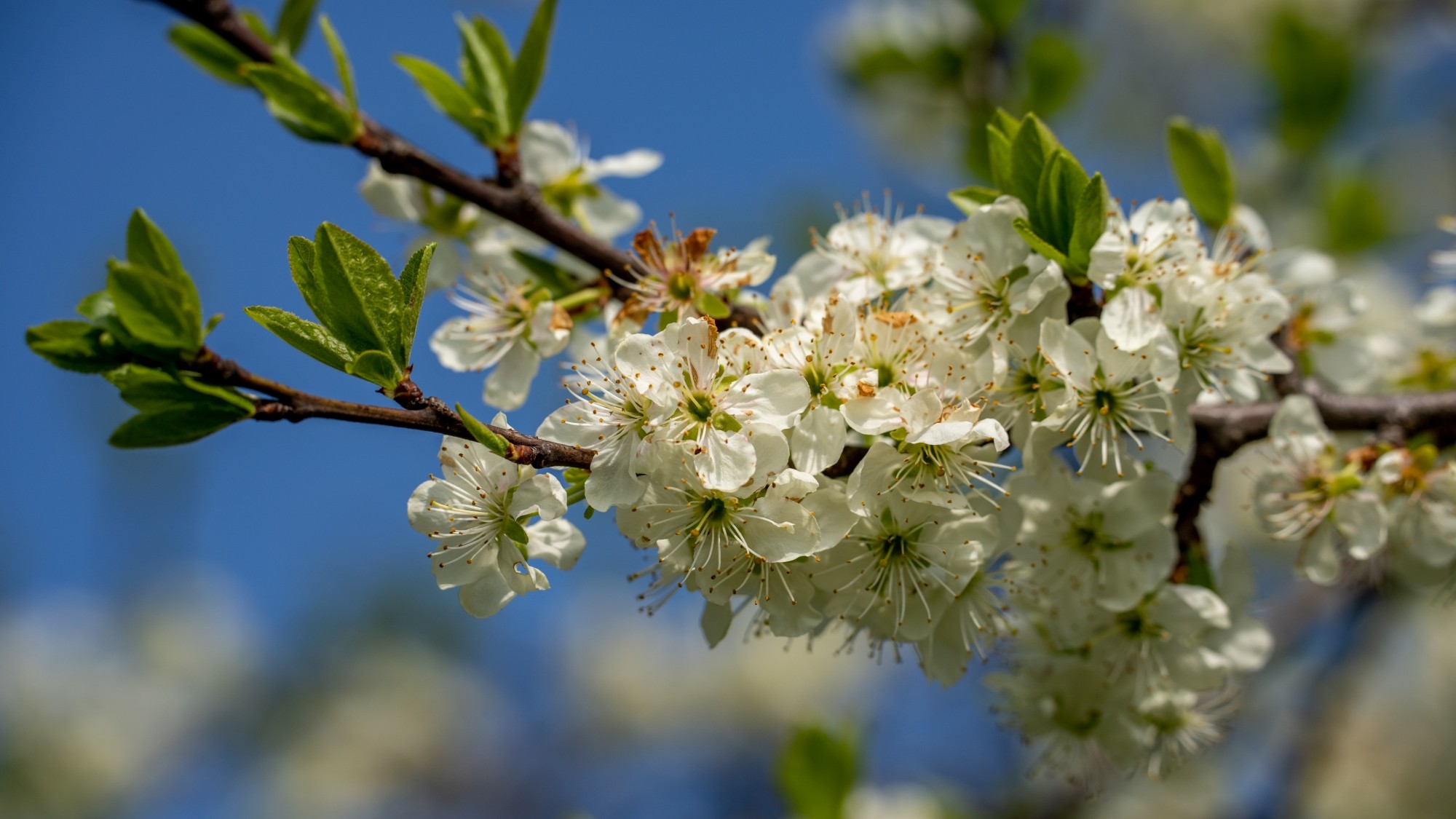 Wiosenna opowieść - zdjęcie 17