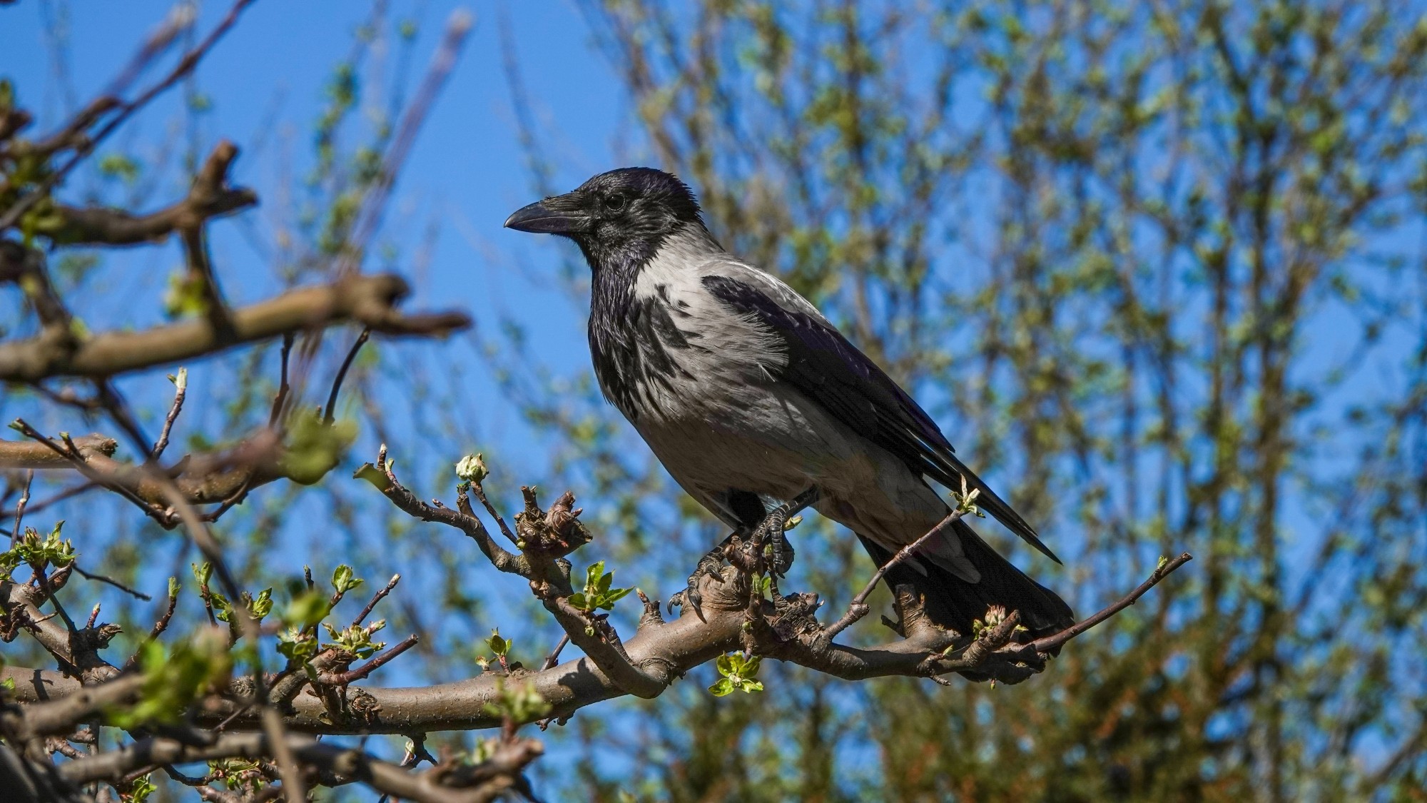 Z kamerą wśród zwierząt - zdjęcie 37