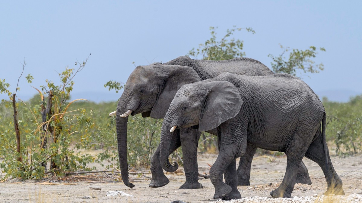 Zimbabwe. Naukowcy wiedzą, co zabiło dziesiątki słoni