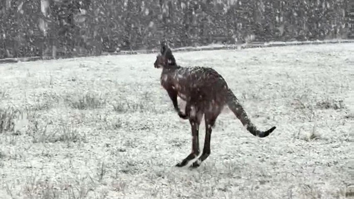 Wyjątkowo wcześnie spadł śnieg w Australii. Fot. CNN.
