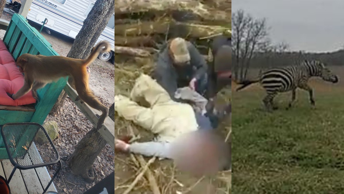 USA: Małpa oderwała kobiecie ucho, a 72-latek został ugryziony przez zebrę