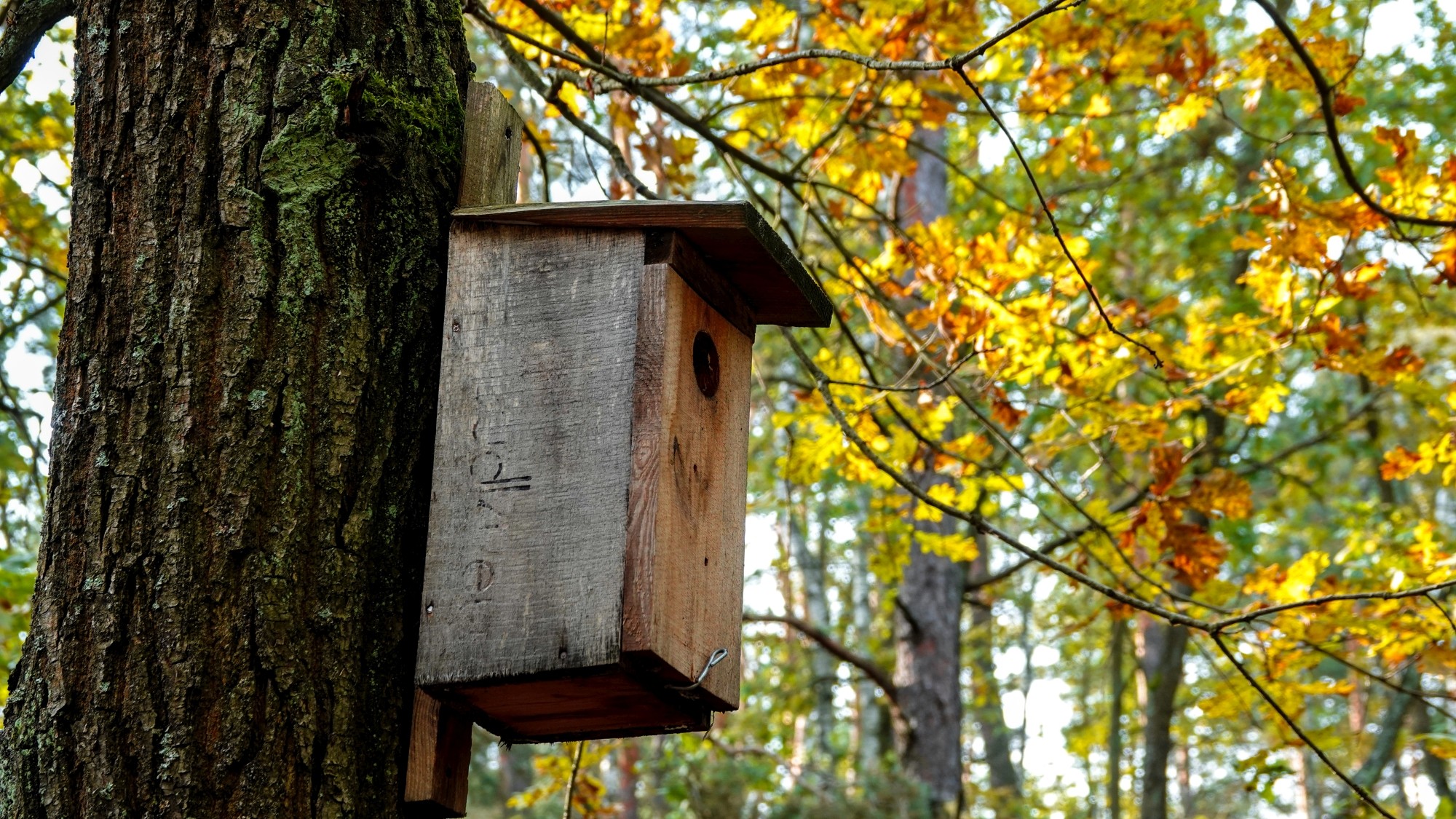 Wszystkie barwy jesieni - zdjęcie 42