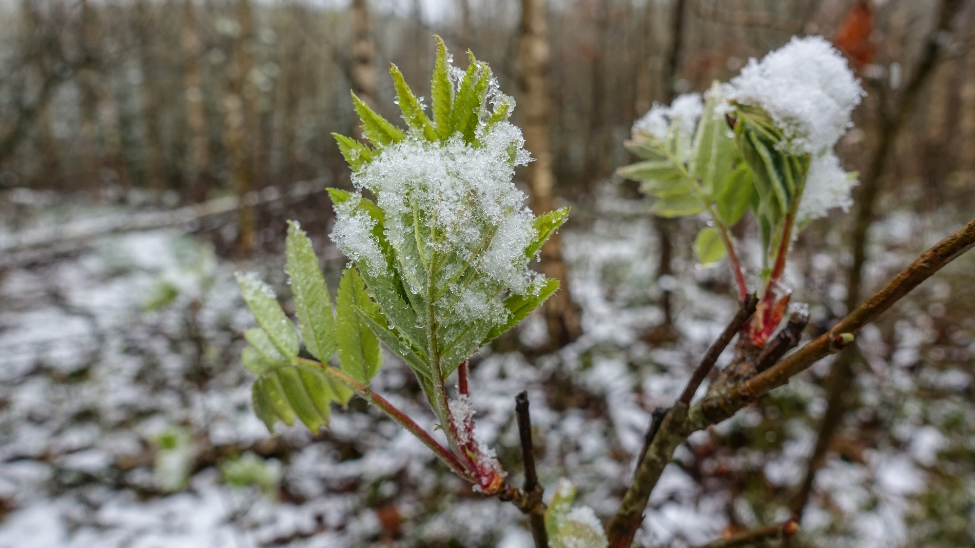 Zima w maju - zdjęcie 5