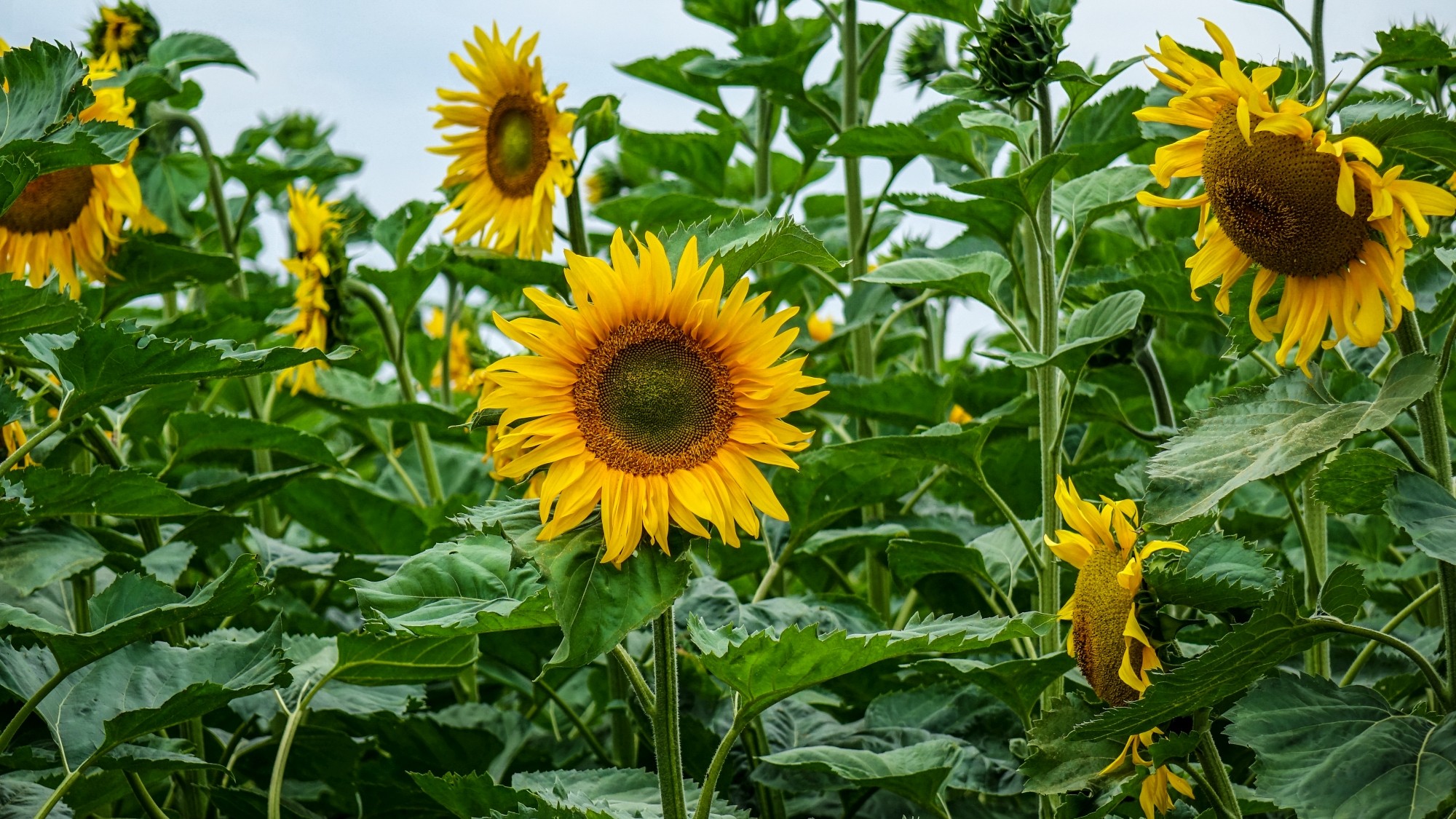 Lipiec w obiektywie - zdjęcie 19
