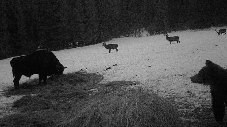 Bieszczady: żubr, niedźwiedź i trzy jelenie na jednym zdjęciu z fotopułapki
