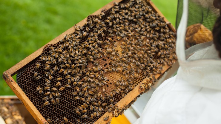 Padły pszczoły z pięćdziesięciu uli. Policja bada, czy ktoś je otruł