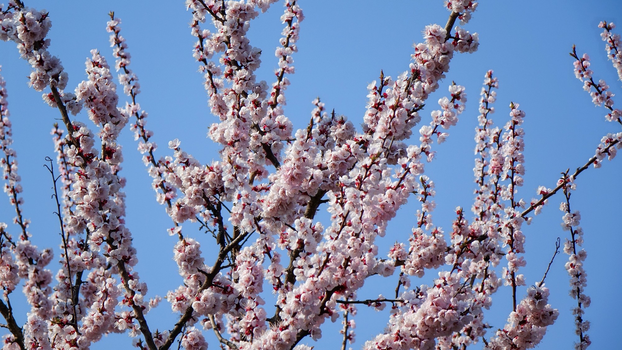 Kwitnąca wiosna - zdjęcie 20