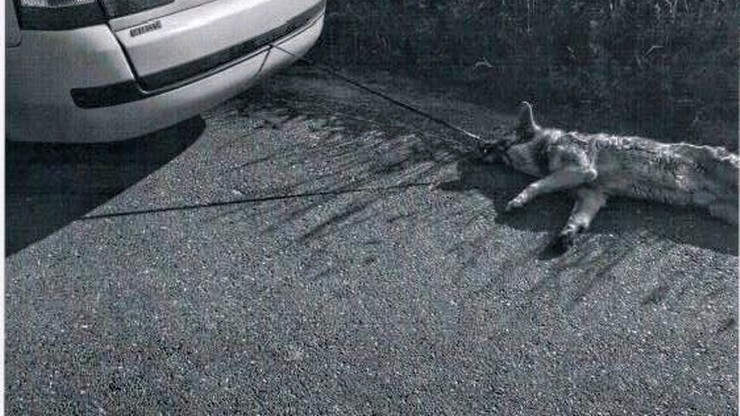 Przywiązał psa do samochodu i wlókł przez kilkaset metrów. Zwierzę uratował świadek