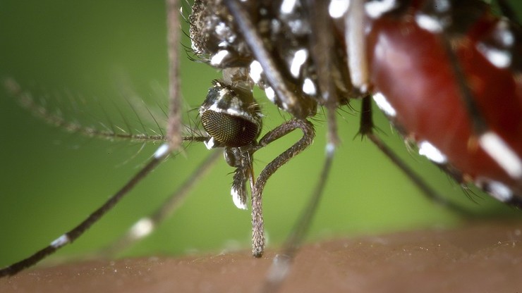 We Włoszech zaniepokojenie przypadkami zakażenia wirusem przenoszonym przez komary