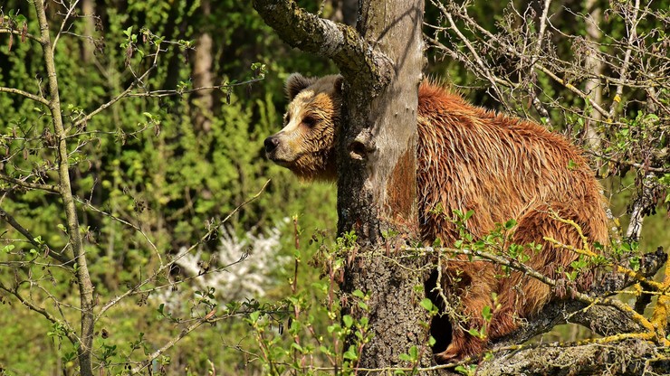 Zakopane. Niedźwiedź zaatakował 72-letniego turystę. "Został zaskoczony w zaroślach"