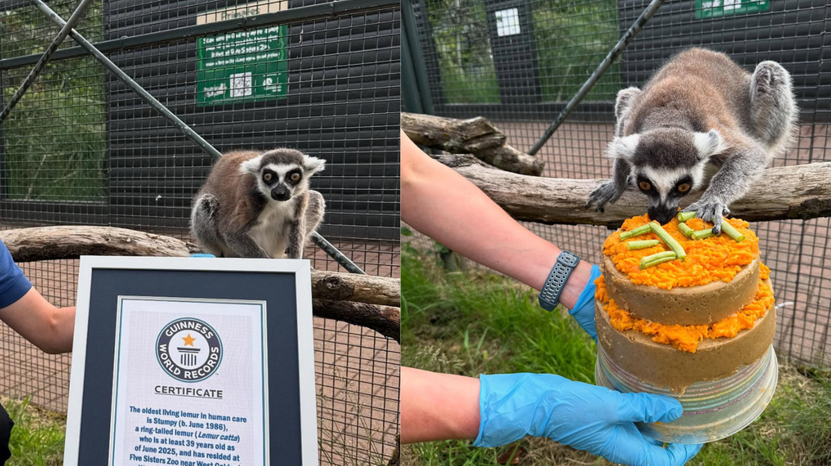 Lemur Stumpy wpisany do księgi rekordów. Gatunek rozsławił kinowy hit