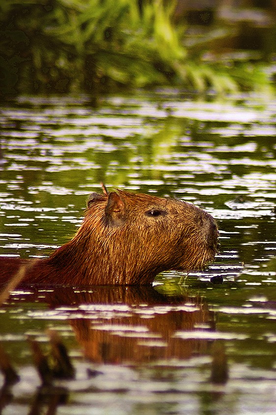 2023-03-31 „Sekretne życie ZOO” - odcinek 1: Pierwsza kąpiel kapibar - fokus.tv